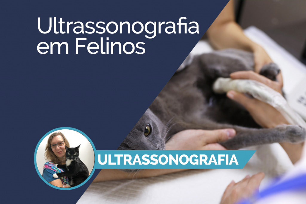 Ultrassonografia em Felinos